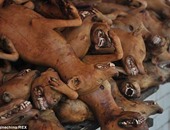 الصين تقتل 5 آلاف كلباً بسبب تفشى مرض "داء الكلب"
