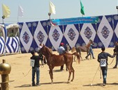 انطلاق مهرجان الدقهلية الأول للخيول العربية