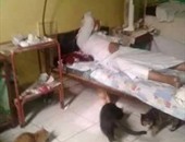 صحافة المواطن.. قطط داخل غرف المرضى بمستشفى المبرة بـ"المحلة"