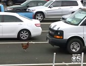 بالفيديو.. القبض على دجاجة تسببت فى اختناق مرورى بطريق سريع فى أمريكا