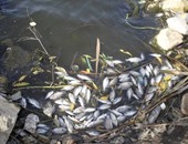 بالصور.. تواصل أزمة نفوق الأسماك بالبحيرة.. إعدام 1650 كيلو أسماك.. وتشكيل غرفة عمليات على مدار الساعة لمواجهة المشكلة.. وضبط 20 من الباعة الجائلين فى حملة تموينية.. وتحليل عينات من المياه