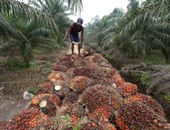 حرائق جذوع النخيل فى سومطرة تهدد بحدوث كارثة بيئية فى أندونيسيا