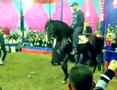 بالفيديو .. أحمد السقا يرقص على حصانه فى مهرجان للمزمار الشعبى
