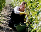 العنب العنب العنب.. بدء موسم الحصاد فى فرنسا والعالم ينتظر النبيذ