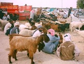 "الزراعة" تطرح 13 ألف رأس من خراف وعجول  الأضاحي البلدية بالمحافظات
