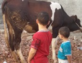 بالصور.. الأطفال والشباب بكفر الشيخ يلتقطون الـ"سيلفى" أثناء ذبح الأضحية
