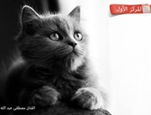 مش هتقدر تصدق عينيك.. القطط تتألق فى مسابقة خاصة لتصويرها