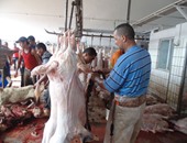محافظ الإسكندرية يشدد على عدم ذبح الأضاحى خارج المجازر.. والغرامة تصل 10 آلاف جنيه
