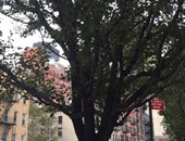 أشجار نادرة أمام مقر الأمم المتحدة فى نيويورك تخلد مذبحة الأتراك ضد الأرمن