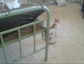 صحافة المواطن : انتشار القطط والقمامة داخل غرف المرضى بمستشفى برج العرب العام