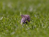 "الزراعة": حملة قومية لمكافحة الفئران بعد حصاد القمح لتقليل الفاقد