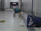 "صحافة المواطن".. انتشار القطط داخل طرقات مستشفى أبو تيج المركزى بأسيوط