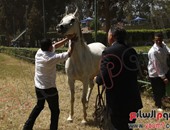 اليوم.. انطلاق مهرجان البحيرة الدولى للخيول العربية الأصيلة