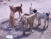 إعدام 23 كلبا ضالا فى حملة لشرطة المرافق بالمنيا