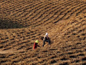 الزراعة: المنطقة العربية من أكثر أقاليم العالم تأثرا بالتصحر