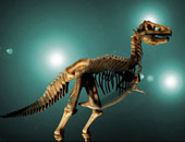 اكتشاف ثدييات محفوظة جيدا من حقبة الديناصورات
