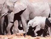 دراستان: انخفاض عدد الأفيال فى أفريقيا بنسبة 30% فى 7 سنوات