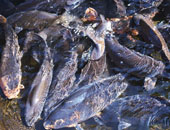 ضبط 43 طن أسماك ماكريل غير صالحة للاستهلاك الآدمى بالبحيرة