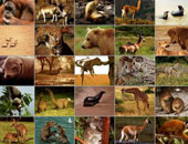 علماء: الثديات البرية مهددة بالانقراض لاستهلاكها كلحوم ومنتجات دوائية