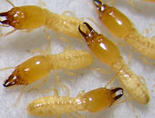 العثور على عش للنمل الأبيض فى الكونغو  يعود عمره إلى 2000 عام