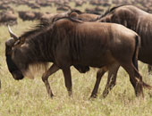 الجفاف يوقف هجرة حيوان "النو" البرى بين تنزانيا وكينيا 