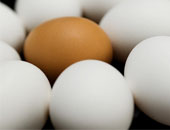 الزراعة توافق على تصدير 80 ألف بيضة إلى الإمارات.. اعرف التفاصيل