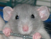 3 وزارات تعد حملات مكثفة لنشر مبيدات مكافحة الفئران للحد من تكاثرها