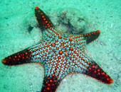 علماء: نجم البحر يلتهم الحاجز المرجانى العظيم فى استراليا