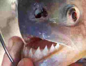 إندونيسيا تعلن عن إقامة أكبر محمية فى العالم لأسماك شياطين البحر