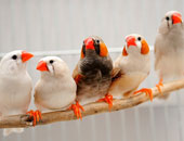 العثور على طائر غريب يفتح باب الدراسات ثانية لمعرفة تاريخ تطورالعصافير
