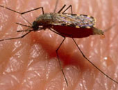 علماء يتوصلون إلى بروتين يمكنه توفير علاج لمكافحة الملاريا