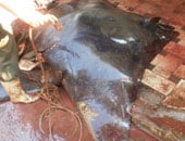 ضبط 418 كيلو سمك بقرة سامة فى حملة تموينية بالإسكندرية