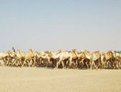 الإفراج عن 3950 رأس من الإبل الواردة من السودان