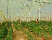 لبنان يحظر استيراد المنتجات السورية لحماية ارباح المزارعين