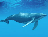 علماء الوراثة: الحوت المقوس الرأس يحل لغز طول عمر بعض الثدييات