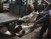الزراعة تتكتم عن عودة إصابة الماشية بالحمى القلاعية بالمحافظات