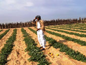 "الزراعة": ارتفاع المساحات المنزرعة بالمحاصيل الشتوية لـ5.3 مليون فدان