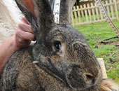 بالصور.. "داريوس" أكبر أرنب فى العالم