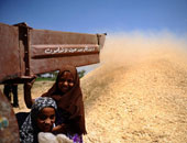 وزارة الزراعة الأمريكية: مصدرون يبيعون لمصر 120 ألف طن من القمح