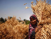 اتحاد التعاونيات الزراعية يقدم روشتة للوزارة لتحسين منظومة تسويق القمح  