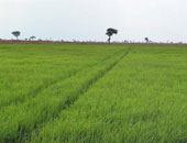 زراعة القليوبية: 16 ألف فدان أرز مخالفة تمت زراعتها وإجراءات ضد المخالفين