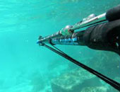 احذر.. صيد سمك القرش يدمر الشعاب المرجانية