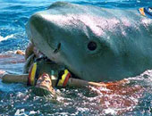 قرش مفترس يحول شهر عسل راكب أمواج إلى مأساة قبالة ساحل جزيرة فرنسية