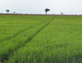 الزراعة: 3 لجان مشتركة للنهوض بالمحاصيل الزراعية وزيادة الانتاج بـ 6 محافظات