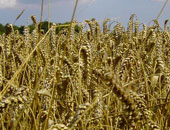 مصر تهدى موريتانيا 20 طنًا من تقاوى القمح