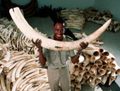 تقرير: حراس المحميات البرية فى كينيا يقتلون صيادى العاج