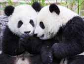 معرض عن عجائب الباندا الحمراء بهونج كونج