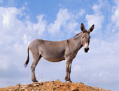 بحث إيطالى: حليب الحمير آخر موضة لإنقاص الوزن وتقوية القلب 