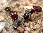 الرعب يجتاح مدينة "ميونيخ" خوفا من غزو النمل