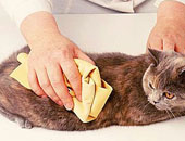 طبيب بيطرى يقدم نصائح مهمة للتخلص من حشرات القطط